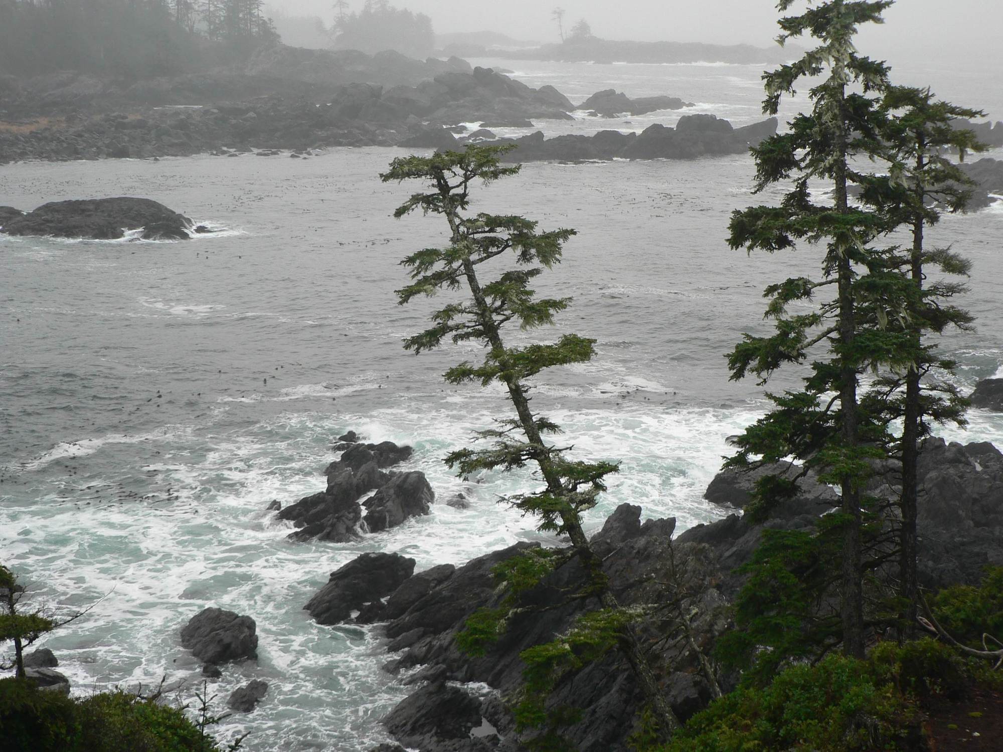 Black Rock Oceanfront Resort Ucluelet Dış mekan fotoğraf